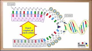 WCLN - An Introduction to DNA Replication