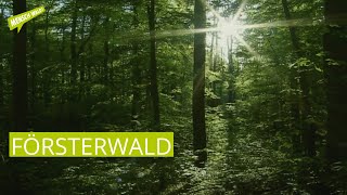 Försterwald - nachhaltige, ökonomisch erfolgreiche Forstwirtschaft