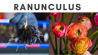 How to grow Ranunculus: From soaking to potting up corms