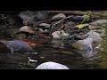 american dipper at goldstream provincial park bc