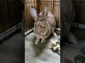 sdhrs adoptable rabbit gordon