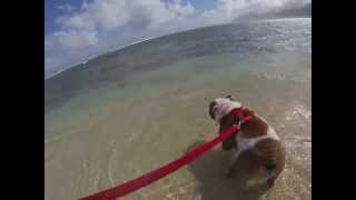 English Bulldog Running on a Beach in Hawaii