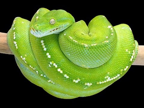 Australian Green Tree Pythons Crittacam Youtube