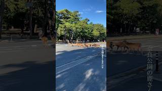 奈良公園 鹿さん達の日常 🦌  Vol.19 Nara Deer Park Japan #shorts #奈良の鹿 #narapark