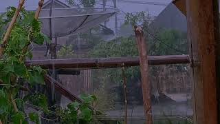 Maximum Relaxation With Heavy Rain And The Sound Of Thunder On The Tin Roof Of A Simple House