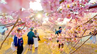 4K60 [Kawazu Cherry Blossoms in Yoyogi Park] Fire Street New Park 2025 Tokyo Japan