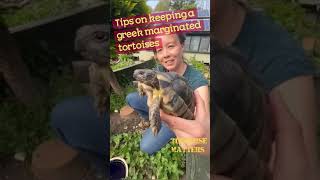 Keeping Greek Marginated tortoises in the UK