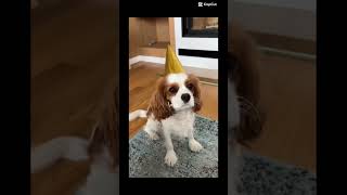 Love❤️kocham psinkę #fajne #lubię #cavalier #dog #cute #edit