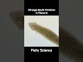 how planarians eat their feeds shorts