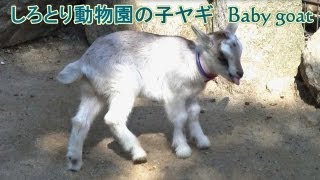 しろとり動物園ヤギのあかちゃん〈おかあさんに甘えてかわいい〉Baby goat