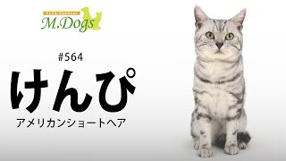 ペットモデル #564 アメリカンショートヘア「けんぴ」