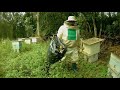 working with killer bees in southern brazil