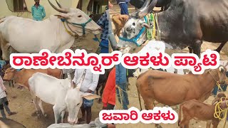 Part 2 Ranebennur Jawari Cow Market || ರಾಣೇಬೆನ್ನೂರ್ ಜವಾರಿ ಆಕಳು ಪ್ಯಾಟಿ || ಪ್ರತಿ ಭಾನುವಾರ ಬೆಳಿಗ್ಗೆ ||