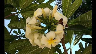 ப்ளுமேரியா பூச்செடி அதிக பூ பூக்க பராமரிப்பு தகவல்கள், tips to bloom more flowers in plumeria plant