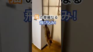 「猫が冷蔵庫からダイブ！？水しぶきの大ジャンプ！」(Cat Takes the Plunge from Fridge! Huge Splash Below)