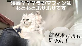 【猫品種ラガマフィン】寝癖？ラガマフィンはもともとボサボサです