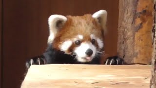 レッサーパンダ　ホーリーちゃん　元気に動き回っています　【茶臼山動物園】