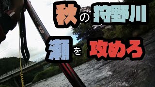 【鮎釣り】【友釣り】秋の狩野川はこれからが面白い！