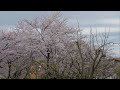 定点タイムラプス0406@柏崎市12 28~18 42 今日の桜 ☆polaris