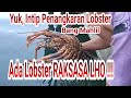 LOBSTER SIMEULUE BISNIS YANG MENJANJIKAN