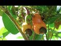 Cashew Tree in Costa Rica - Raw Cashew Fruits and Cashew Apples Cashew Tree in Costa Rica - Raw Cashew Fruits and Cashew Apples