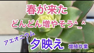 [多肉植物]春が来た^_^どんどん増やそう　アエオニウム　夕映え　増殖作業