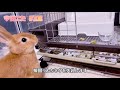 子うさぎの日常🐰 今日こた 38 「たぶん天才？冒険好きなウサギ」ネザーランドドワーフの赤ちゃんうさぎ vlog