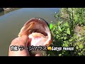 【真夏の五三川】で増水後の水路ゲーム バス釣り bassfishing パワーフィネス