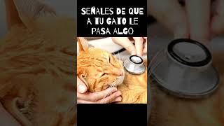 Señales de que a tu gato le duele algo #cats #cat #catshorts #animals #mascotas #animales #viral