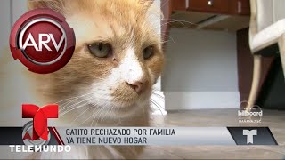 Gato recorre 12 millas para regresar a casa de sus exdueños | Al Rojo Vivo | Telemundo