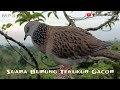 the sound of the gacor derkuku bird is suitable for fishing and attracting turtle doves