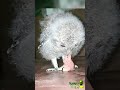 rescued baby owls shorts feeding for baby owl 2021 baby scops owl in sri lanka