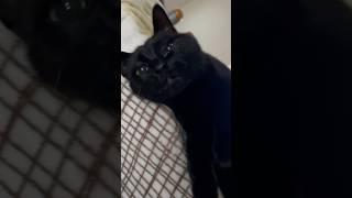 優しいお顔でリズムをとる黒猫バロン🐈‍⬛甘えん坊猫動画