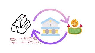 Respiration In Plants | Electron Transport Chain ( ETC ) Made Easy