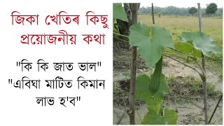 জিকা খেতি এনেকৈ কৰোঁ আহক | Ridge gourd farming in assam | Jika kheti in assam