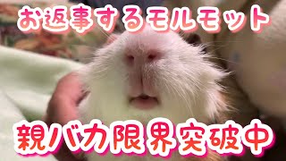 【モルモット】親バカ限界突破中！お返事するモルモット　ぱのちゃんとえるくん　たまには縦動画でお届けします　溺愛しすぎておかしくなった親子の動画　【Guinea pigs】to answer.