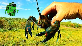 Beautiful Clean Blueclaw Crawfish (catch clean cook SPICY THAI YABBIE STIR-FRY)