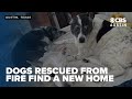 Three dogs rescued from deadly fire find forever home with original foster family