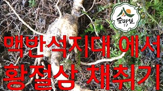 산삼황절삼채취 산양산삼  산삼효능 맥반석산양산삼 산림 임업 농업 약초  귀농 귀촌 임업후계자 임산물 경북농민사관교 6차산업 약용식물 약초재배 약초방송 임산물 산림경영 치유농업