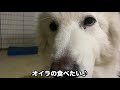 里親募集中ピレニーズ・お散歩の注意点【145 146日目】