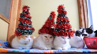 クリスマスツリー帽子のせた3匹のねこ 211225