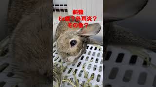 堺市 うさぎ病院 斜頚の原因はエンセファリトゾーン？外耳炎？それとも… #shorts