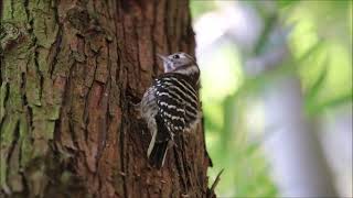 キツツキ科コゲラ小さなキツツキJapanese Pygmy Woodpecker（小啄木鳥、Dendrocopos kizuki Picoides kizuki ）