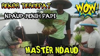 CARA DAUD PADI DENAGAN CEPAT DAN RAPI | | RECKOR TERCEPAT