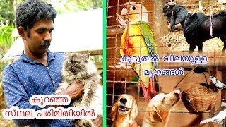 സമ്മിശ്ര കൃഷിയിലൂടെ  | mixed farm goat, persian cat, finches, hens, cow, dogs, cocktail, conure