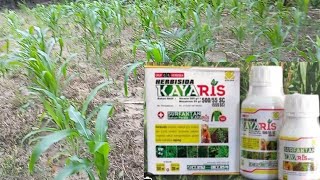 HASIL AKHIR HERBISIDA SELEKTIF KAYARIS PADA TANAMAN JAGUNG SETELAH SATU MINGGU