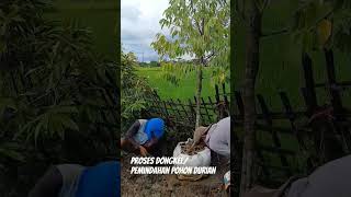 proses dongkel pohon durian #shorts #shortvideo #shortsyoutube