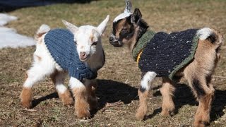Mini Goats Play King of the Mini Mountain