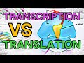 Protein Synthesis - Transcription vs Translation (GCSE Biology)