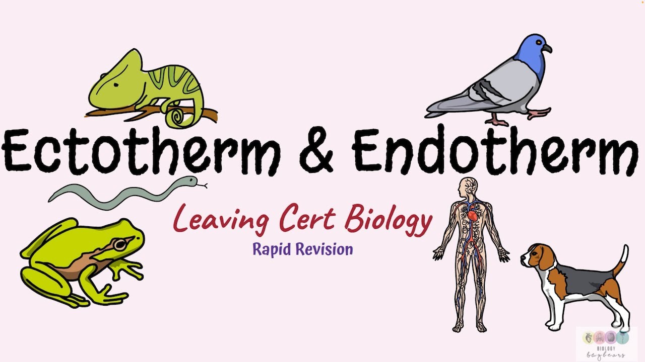 Ectotherm And Endotherm Biology Bugbears Leaving Cert Biology Youtube